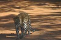 Zootier des Jahres ZGAP-08.09.2016 Sri-Lanka-Leopard.jpg