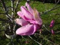 Magnolia 4.JPG