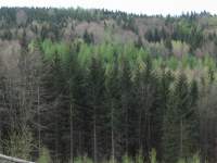 Wielobarwna faktura wiosennego lasu.jpg