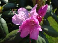 Rododendron 1.JPG