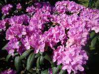 Rododendron 2.JPG