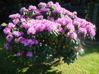 Rododendron 3.JPG