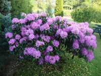 Rododendron 9.JPG