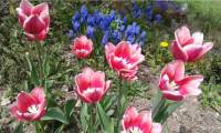 tulipany2.jpg