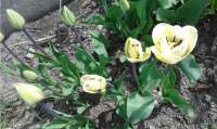 tulipany3.jpg