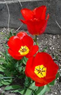 tulipany4.jpg