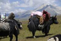 Lastenyaks-Tibet2011-01_klein.jpg