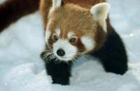 Panda-im-Schnee-klein.jpg