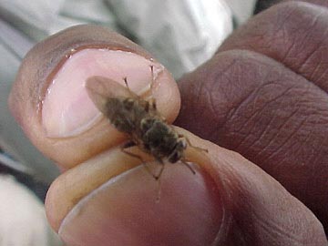 The tsetse fly. Small but deadly..JPG